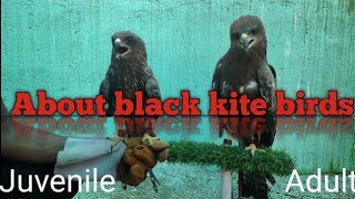 Information on black kite | black kite training | abir birds