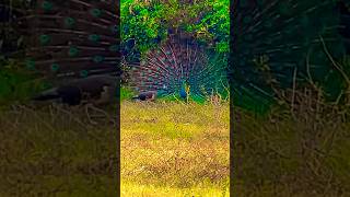 Peacock attracting Peahen #youtubeshorts #ytshorts #shortsfeed #peacock #shorts #short #shortsvideo