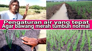 sistem pengaturan air,saat tanaman bawang merah menginjak usia 13-16 hari ke atas