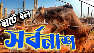 রাজশাহী সিটি হাট থেকে কেন দুইটা গরু কিনে আনলাম || Purbasha Agro