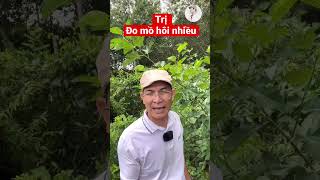 Bài thuốc trị Đổ mồ hôi nhiều. Cây Dâu tằm. Phan Hải Vlog