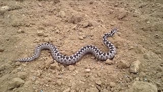 Μάθετε πως είναι η Οχια, Vipera ammodytes - ΔΙΑΒΑΣΤΕ - Viper Greece