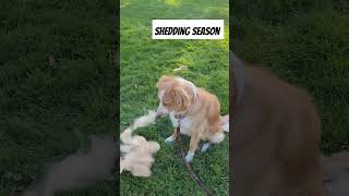 SHEDDING season is NOW! #shepherd #shedding #dog #aussie #dogsofyoutube #funnydogs #fluffy #allstar