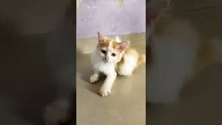 Kucingku gatal🤣#shorts#youtubeshorts#cats#catlover#catfunny