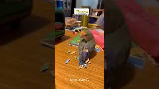 Smart and lovely little budgies #part-1