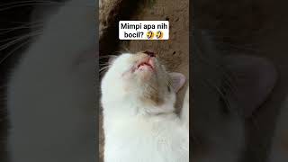 mabuk susu 🤭 #kucing #cat #catlover #comedy #funny #masukberanda #shorts