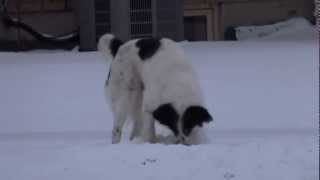 BACA IN THE SNOW - SONY HX30V - HD - michaeljournal.ca