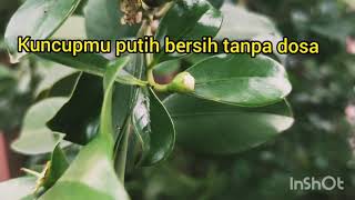 JAMBU CHERRY RASA STRAWBERRY