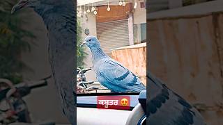 Love and Respect Birds 🐦#birds #love #shorts #shortvideo #ytshorts #funny