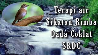 Suara burung Sikatan Rimba Dada Coklat / srdc dengan air mengalir #suaraburung #srdc #srdcbali