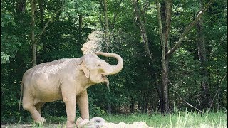 The Elephant Sanctuary | The Sanctuary Celebrates Shirley's 71st Birthday