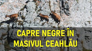 Capre Negre în Masivul Ceahlău / Alpine chamois (black goats) on Ceahlau Massif