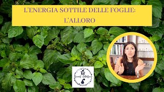 L'ENERGIA SOTTILE DELLE FOGLIE: L'ALLORO