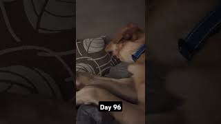 Day 96 until my dog gets 1k subscribers