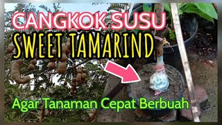 CANGKOK SUSU TANAMAN SWEET TAMARIND / ASAM THAILAND / ASAM BANGKOK / ASAM MANIS