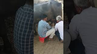 Live Milking murrh buffalo 27Kg+ | Manoj yadav Rajpura (Khori) Rewari | ph-7015766346