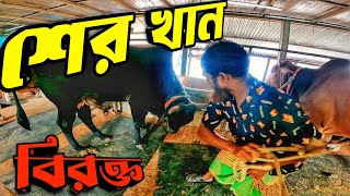 গরুগুলোকে কৃমিনাশক দিলাম || গরু মোটাতাজাকরণ এর প্রথম ধাপ || Purbasha Agro