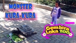 Kura Kura Monster Di Gembiraloka Zoo