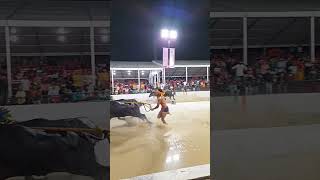 bangalore palace road cattle race ❤️🔥 #shortvideo #shorts #short #reel #cattlerace #bangalore #race