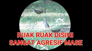 nyanggong ruak ruak terbaru