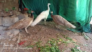 peacock white and camel colour bird.#shehrmeindehat #vlog #familyvlog #swpethouse #minizoo #pet #dog