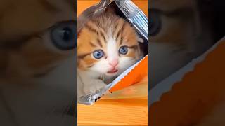 New Funny Animals Video | New Funny Cat Video | Cute Cat video #cat #shorts