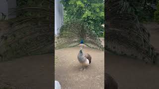 Peacock Dance in Prague Park 🦚🇨🇿 #shorts #short