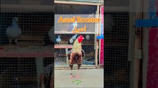 Aseel Murgha video | Aseel Rooster shorts | Mianwali Aseel |  #shorts