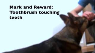 Dog Training: Brushing Tsunami's Teeth