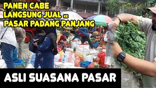 🌶🌶 Panen Langsung Jual Ke Pasar Sayur di Padang Panjang