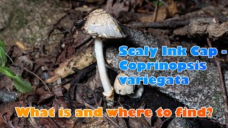 Scaly Ink Cap, Coprinopsis variegata (edible mushroom) What is and where to find? 在哪里找鱗狀墨汁拟鬼伞？