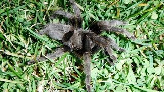 Tarantula On Our Front Lawn