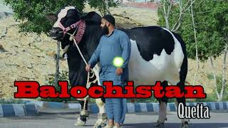 MASHAALLAH BEAUITFULL QURBANI BULL