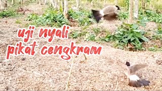 uji nyali pikat kutilang cengkram