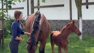 filly by Glock’s Toto Jr. - Bernay *2024, Oldenburg, dressage