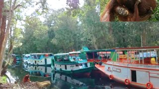 wonderful of borneo and #orangutankalimantan #tanjung_puting_national_park #houseboattour