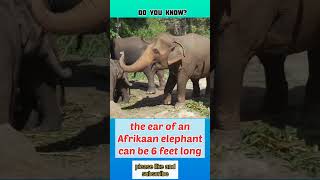 #fact 81, ears of elephant