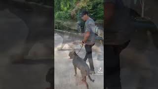 Pitbull que estava machucando os tutores