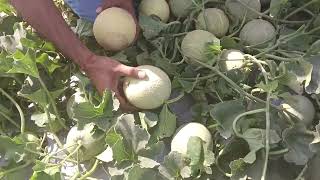 Bobby Muskmelon one Plant 21 fruits one time set 5/5/2024 Distt.Kaithal Haryana