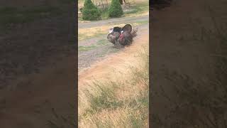 Turkeys Sauntering to Drums