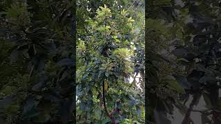 Alpukat Mentega Berbunga Lebat.#shorts #shortvideo #avocado #viral #fruit #diygarden