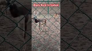 Black Buck Kala Hern Sialkot