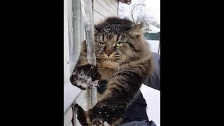 😺 Я фигею с этой погоды! 🐈 Видео смешных котов и котят для хорошего настроения! 😻