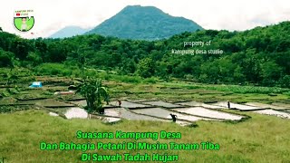 Suasana Kampung Dan Sawah Desa Yang Makin Nyaman Orang Kota