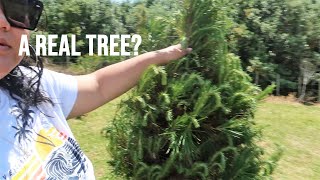 CHOOSING OUR CHRISTMAS TREE! *Happy Holidays* // Vlog #94