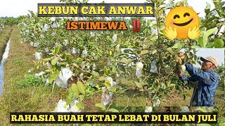 ISTIMEWA..‼️RAHASIA BUAH LEBAT DI BULAN JULI.. 😱