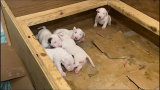 Beautiful AKC Registered Bull Terrier Puppies Out Of “Chosen Sheep Kennels”