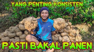 TETAP KONSISTEN BERTANI PORANG | Panen porang 2 musim | Umbi porang super