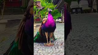 Majestic Peafowl in Different Colors | Tasbih Sound for Relaxation | Peaceful Nature Video #SHORTS