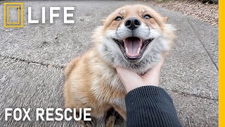 Saving injured foxes and giving them a second chance at life | Animal rescue compilation